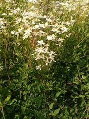 Clematis lathyrifolia