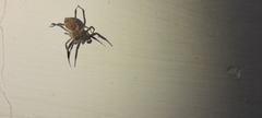 Salticidae