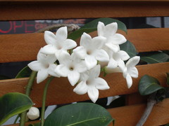 Stephanotis floribunda