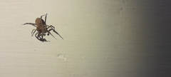 Salticidae