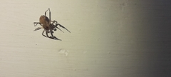 Salticidae
