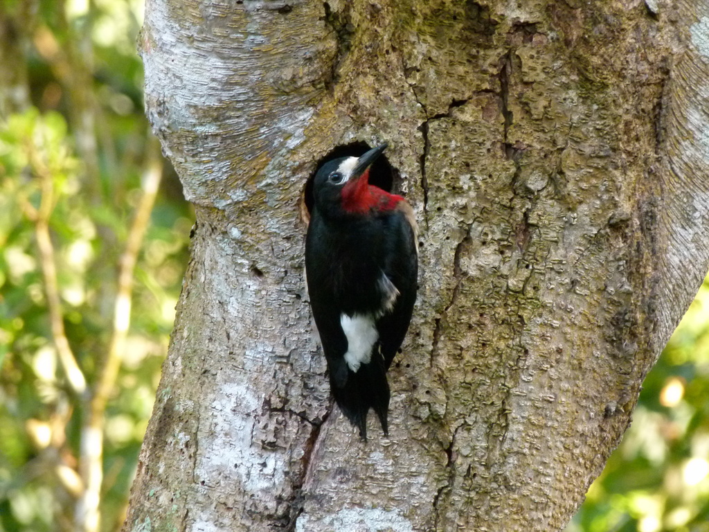 Puerto Rican Woodpecker