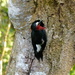 Puerto Rican Woodpecker - Photo (c) botanygirl, some rights reserved (CC BY), uploaded by botanygirl