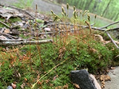Polytrichastrum ohioense