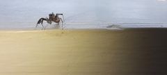 Salticidae