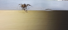 Salticidae