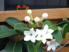 Stephanotis floribunda