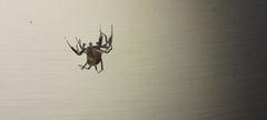 Salticidae