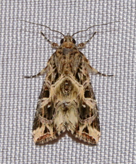Prodeniini