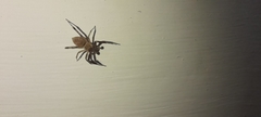 Salticidae