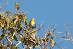 Spindalis portoricensis
