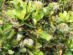 Ixora pavetta
