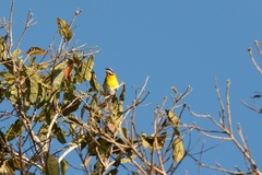 Spindalis portoricensis