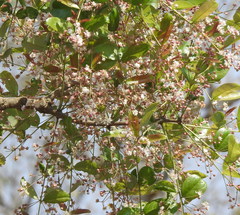 Lagerstroemia parviflora