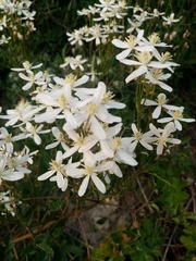 Clematis lathyrifolia
