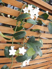 Stephanotis floribunda