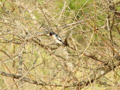 Pericrocotus erythropygius