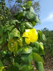 Hibiscus tiliaceus pernambucensis