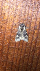 Psaphida thaxterianus