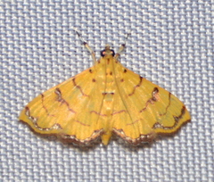 Isocentris