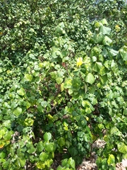 Hibiscus tiliaceus pernambucensis