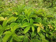 Parthenocissus laetevirens