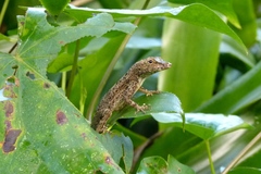 Anolis stratulus