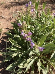 Penstemon ophianthus