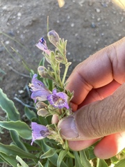 Penstemon ophianthus