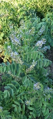 Glycyrrhiza glabra