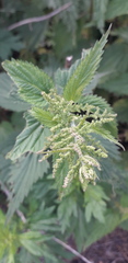 Urtica dioica