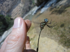 Brechmorhoga praecox