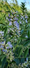 Glycyrrhiza glabra