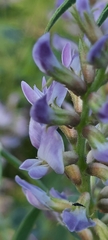 Glycyrrhiza glabra