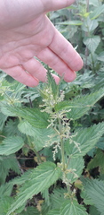 Urtica dioica