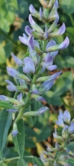 Glycyrrhiza glabra