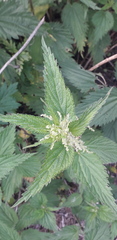 Urtica dioica
