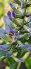 Glycyrrhiza glabra