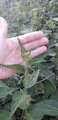 Urtica dioica