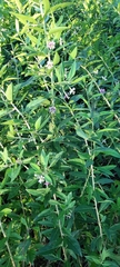 Lycium barbarum