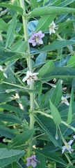 Lycium barbarum