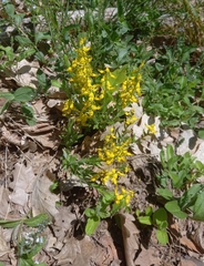 Genista germanica