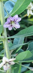 Lycium barbarum