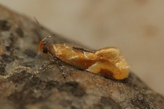 Epicallima formosella