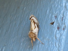 Chrysanympha formosa