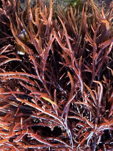 Representative image of Gigartinales