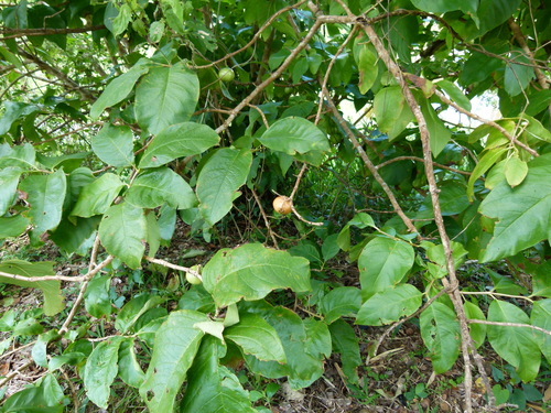 Image of Vangueria madagascariensis by (c) botanygirl, some rights reserved (CC BY)