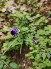 Delphinium anthriscifolium