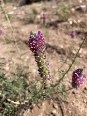 Dalea searlsiae