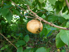 Vangueria madagascariensis